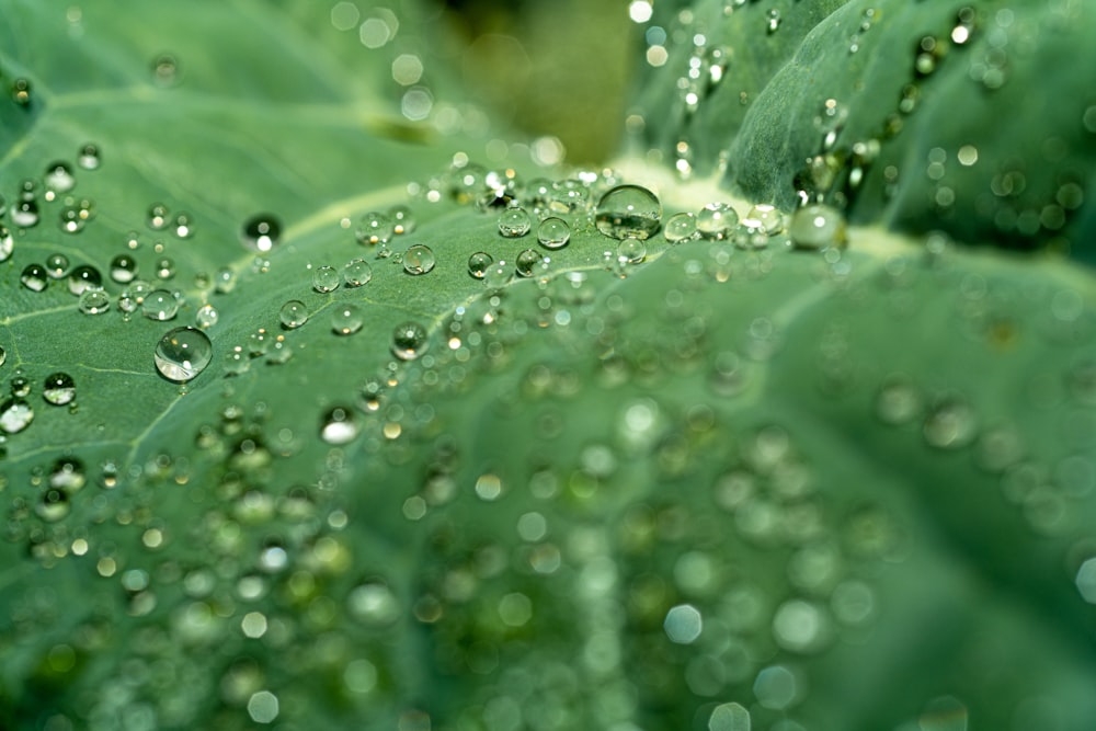 a close up of water droplets on a green leaf