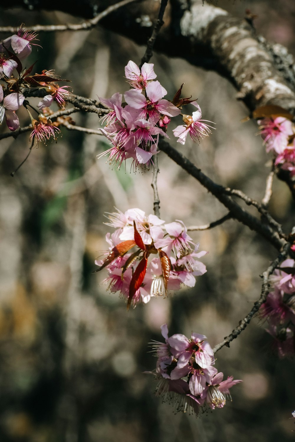 a branch of a tree with pink flowers