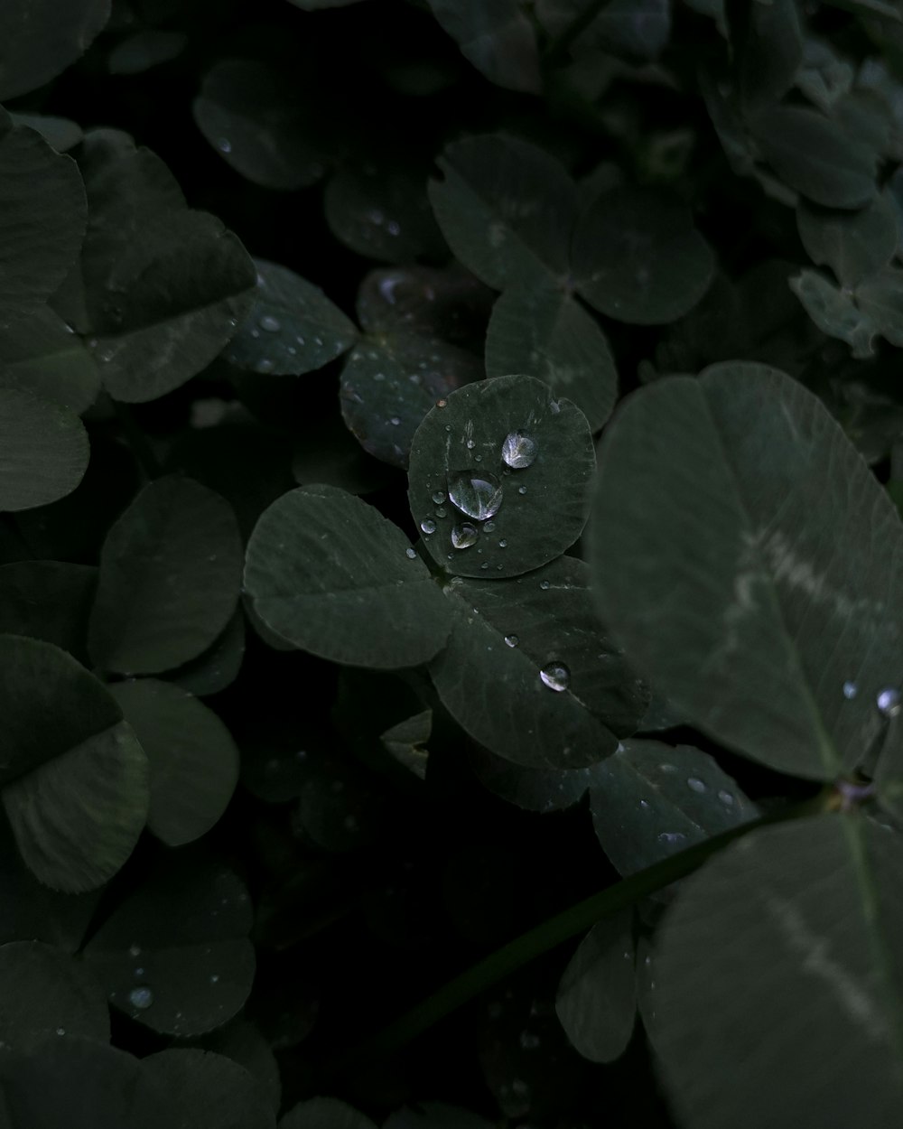 a bunch of leaves with water droplets on them