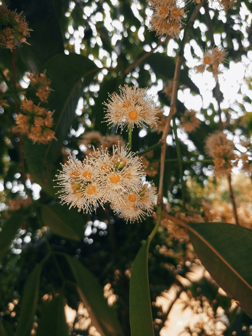 a bunch of flowers that are on a tree