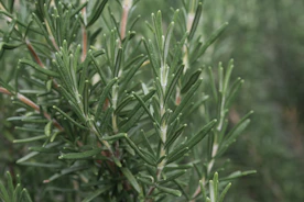 a close up of a tree with lots of leaves