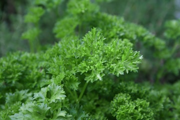 a close up of a bunch of green plants