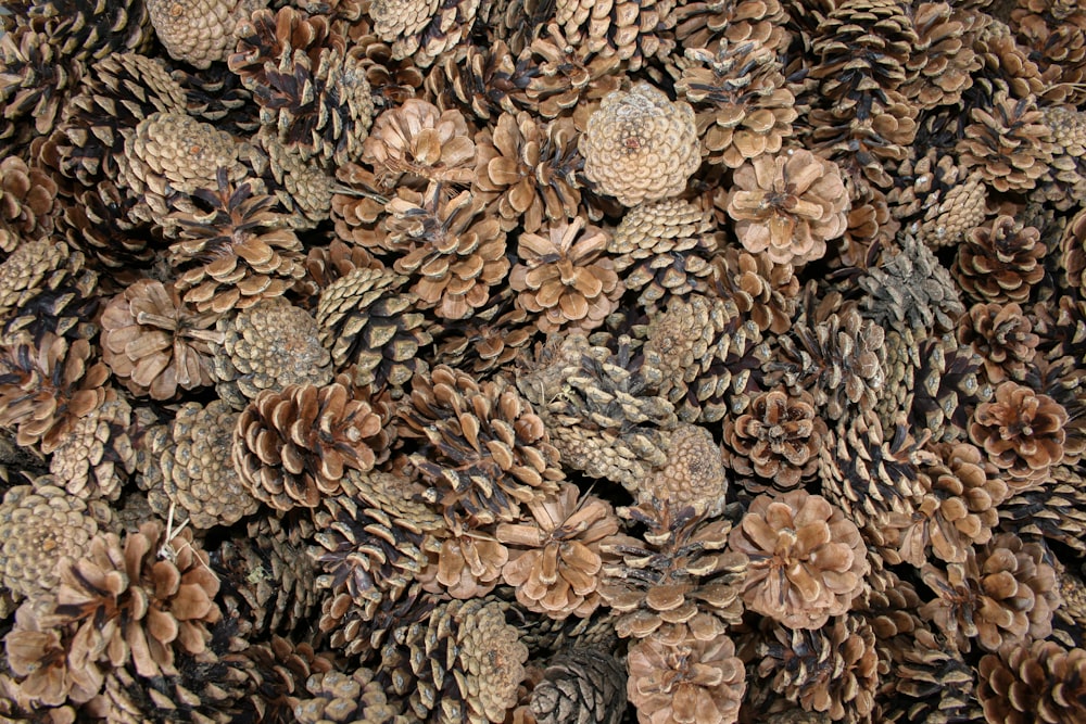 a bunch of pine cones are piled on top of each other