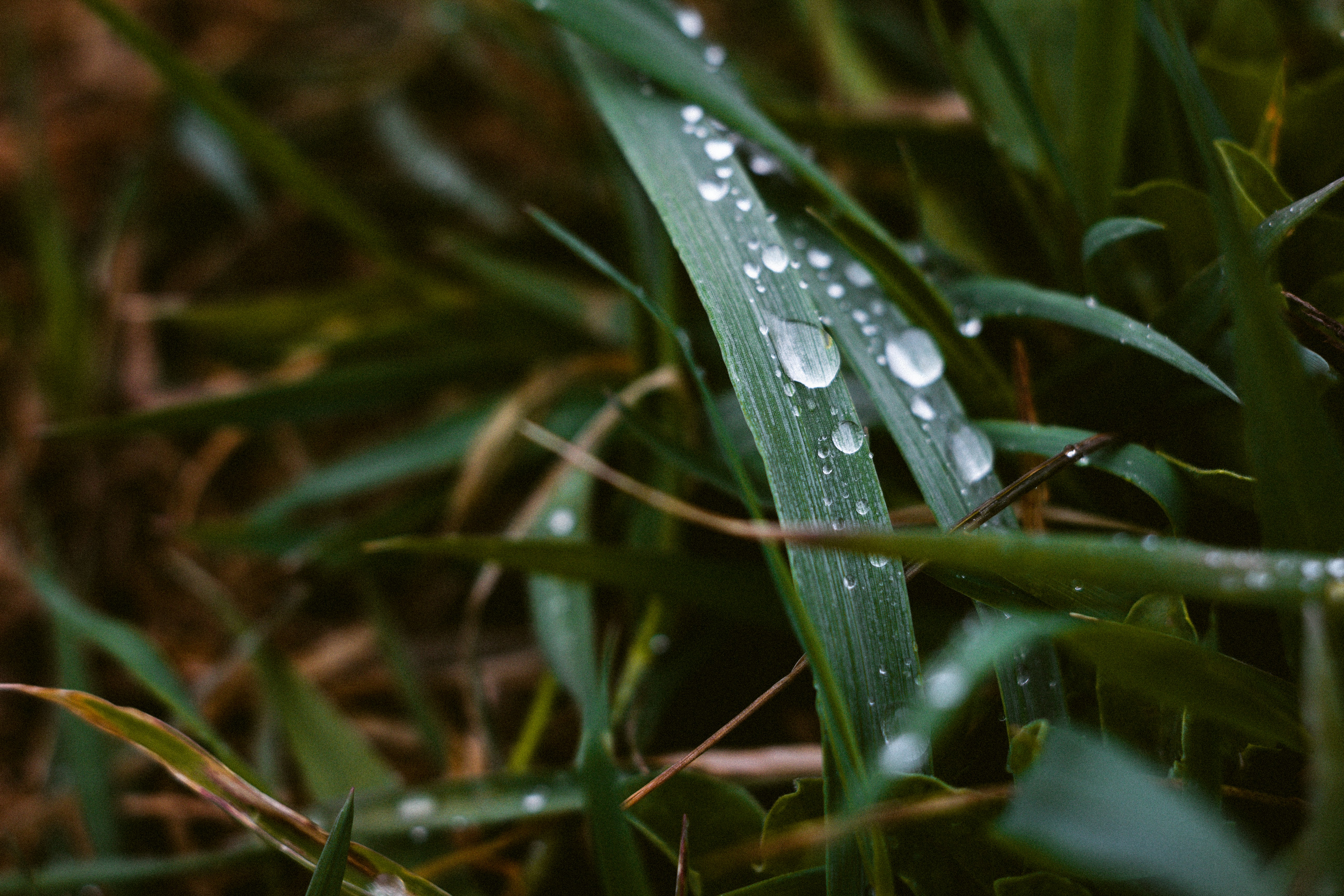 Photo by szabolcsantal