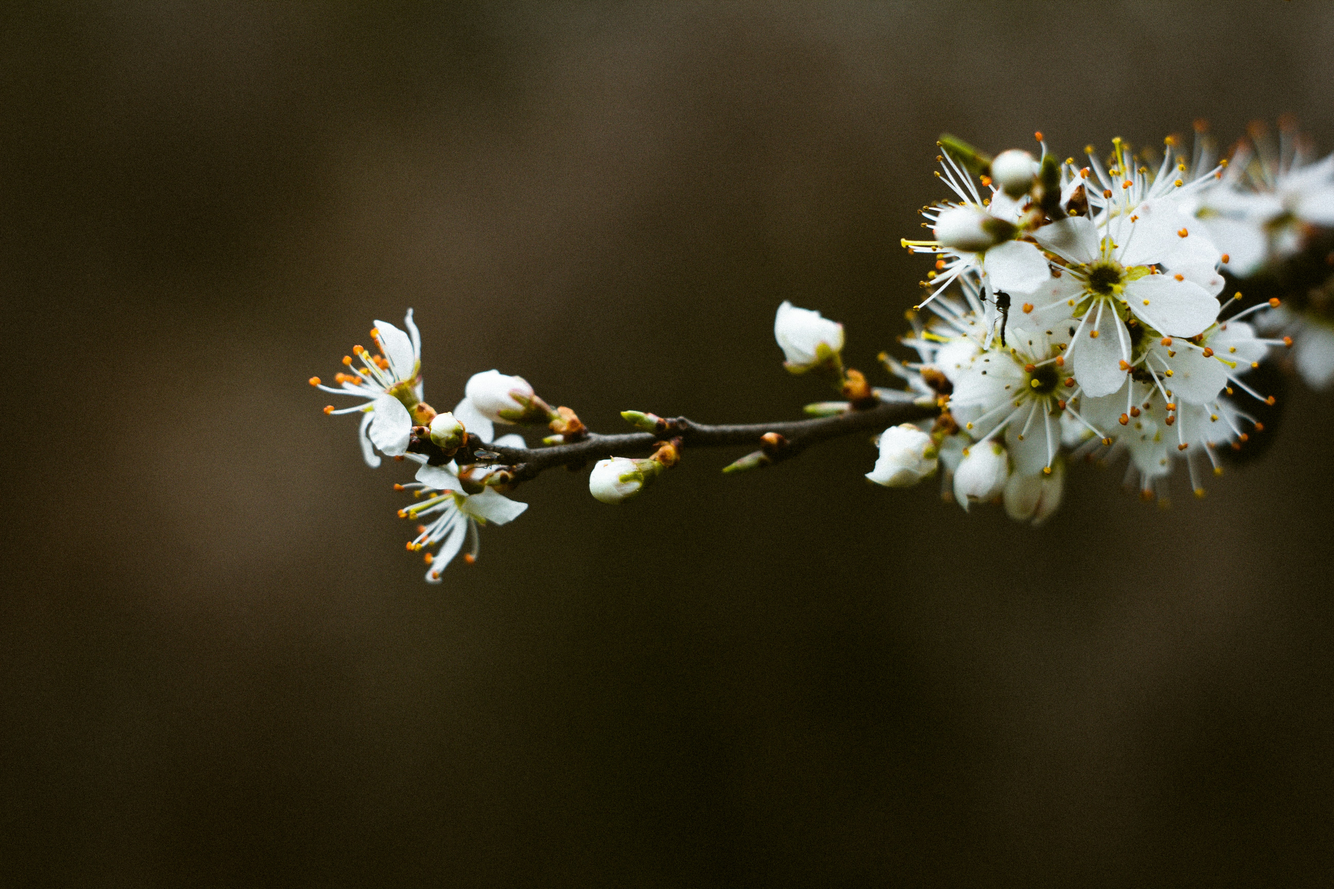 Photo by szabolcsantal