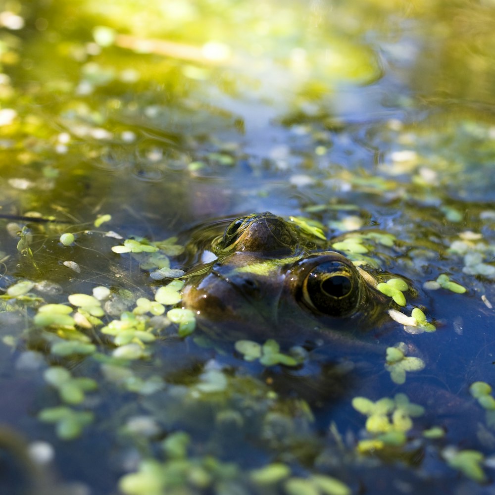 a frog is floating in a pond of water
