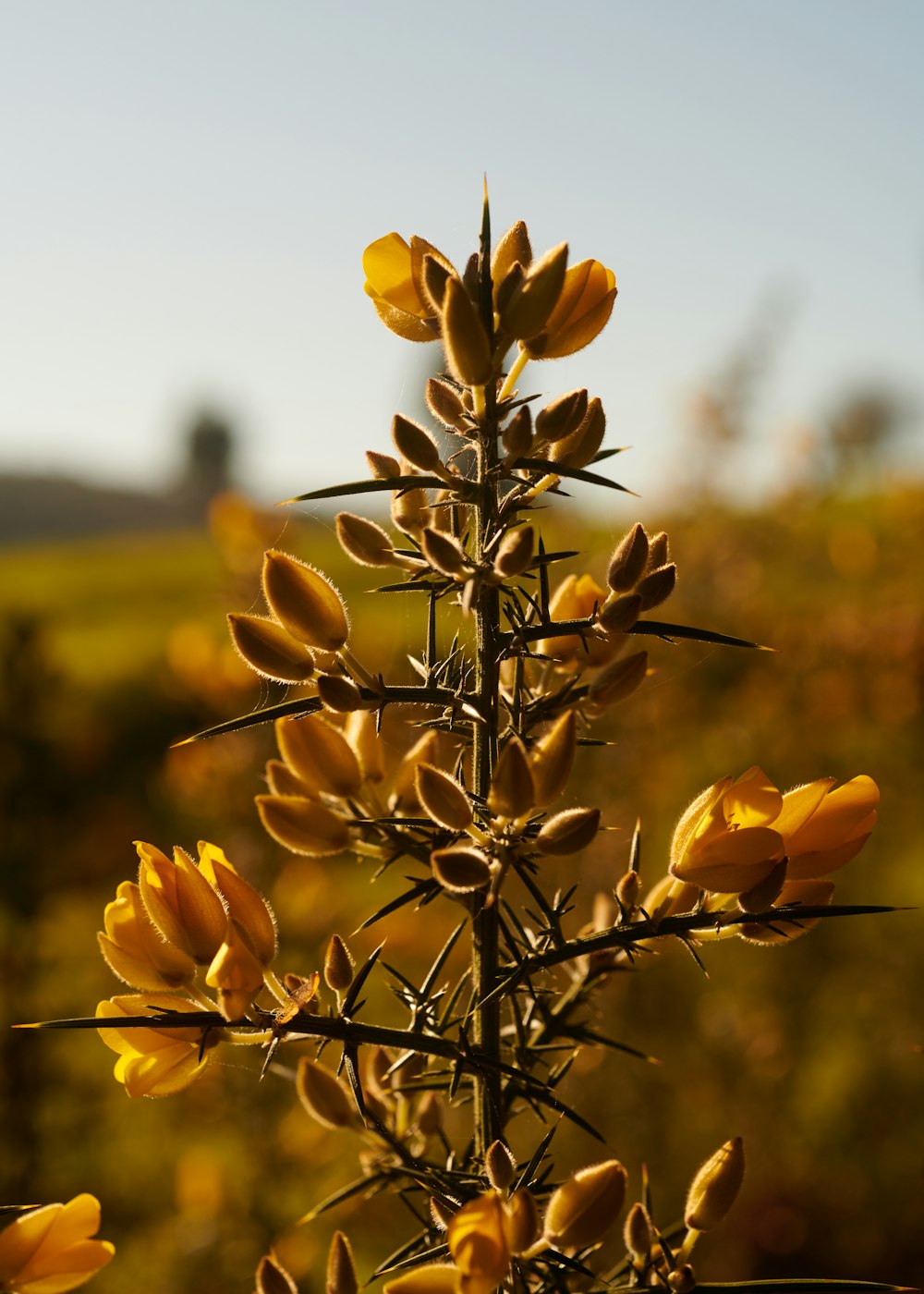 a close up of a plant with yellow flowers