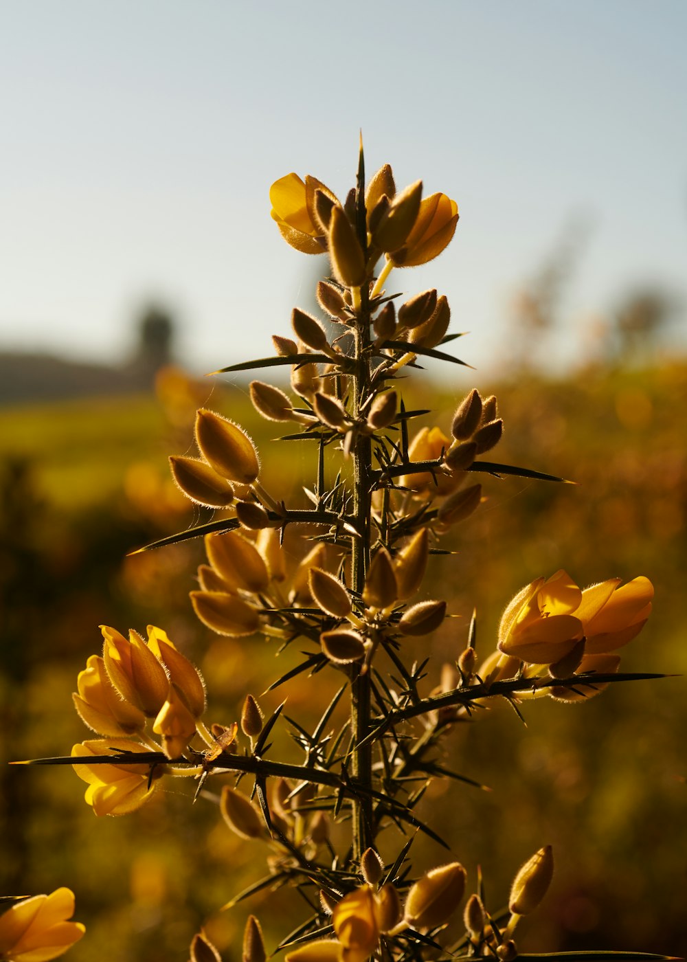 Gros plan d’une plante avec des fleurs jaunes