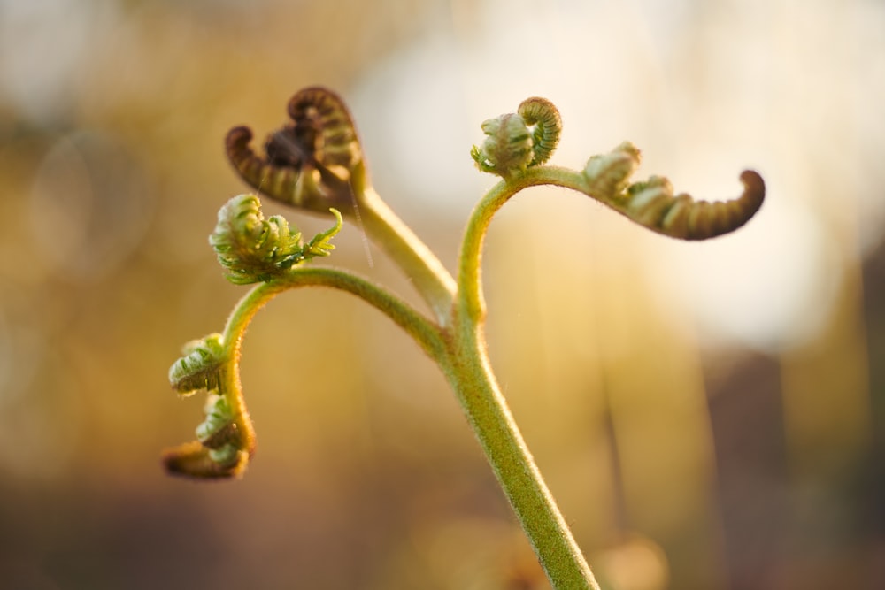 a close up of a plant with leaves