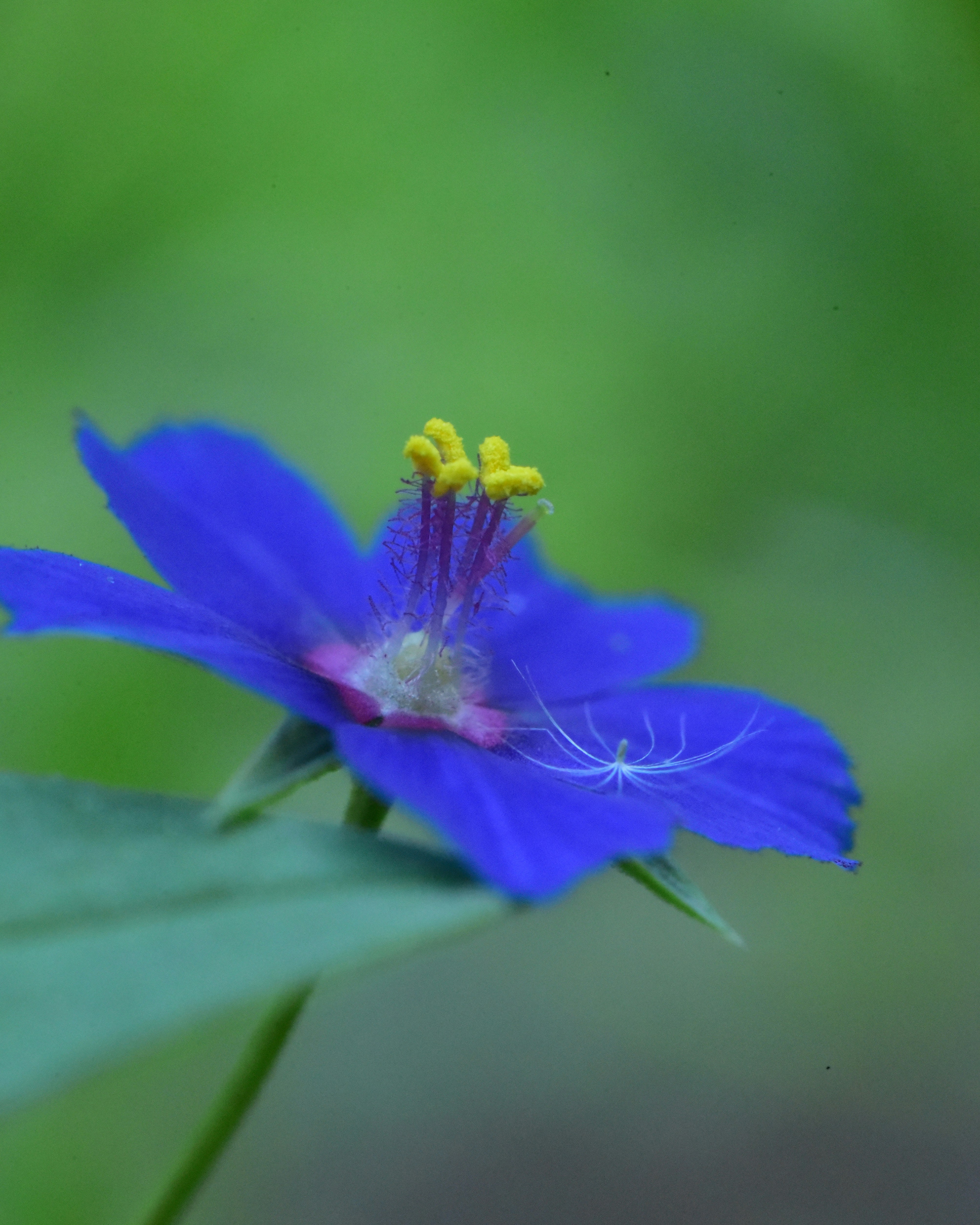 Photo by devang_punia