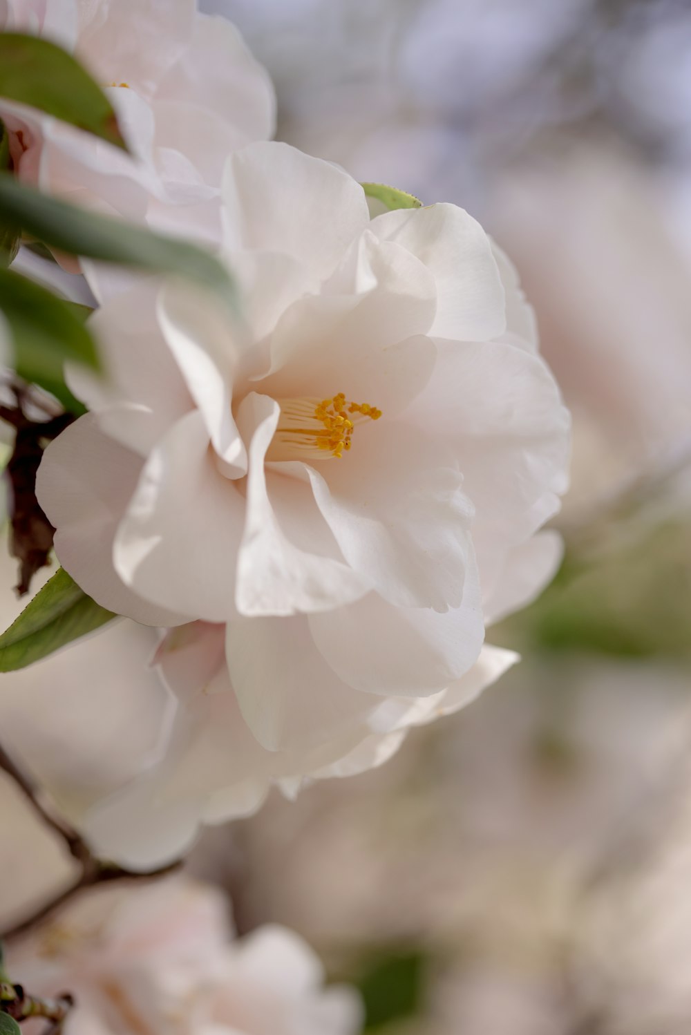 a close up of a white flower on a tree