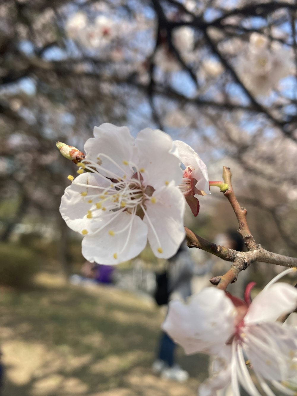 a close up of a flower on a tree branch