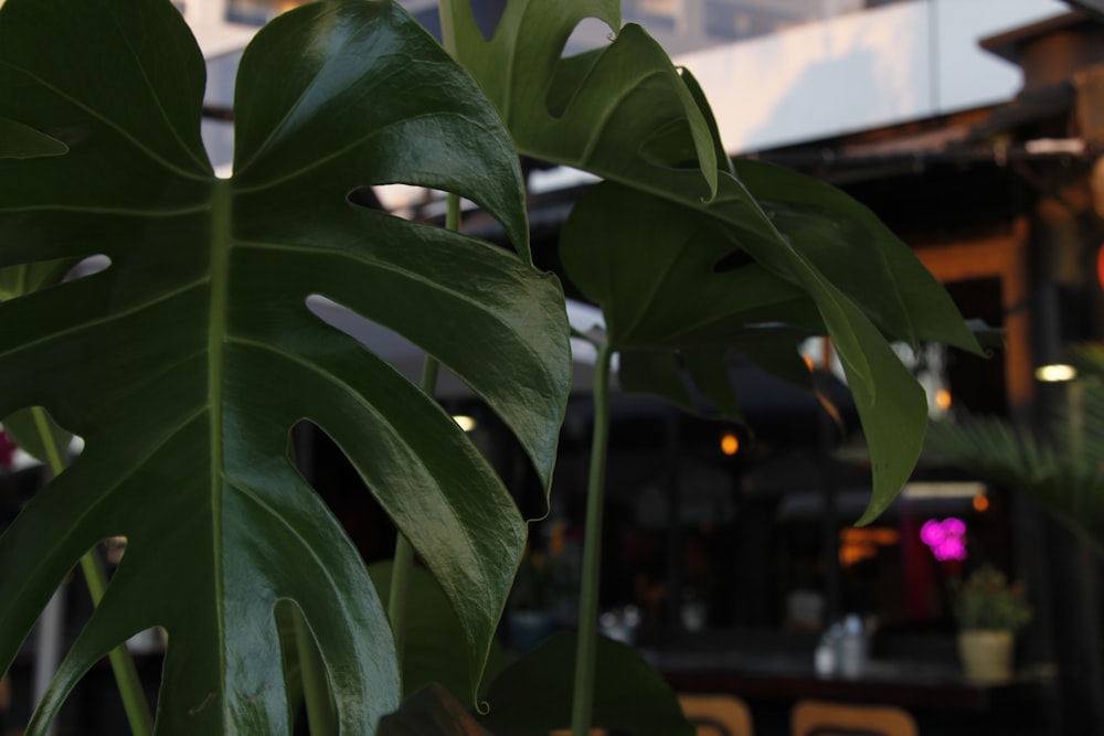 a large green plant in front of a building