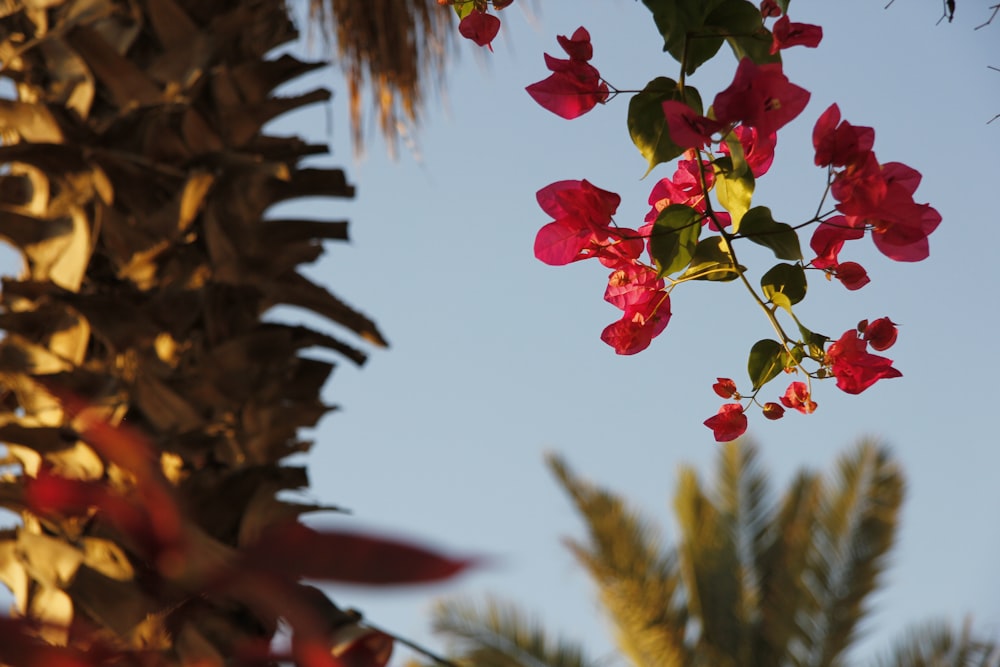 red flowers are hanging from a palm tree