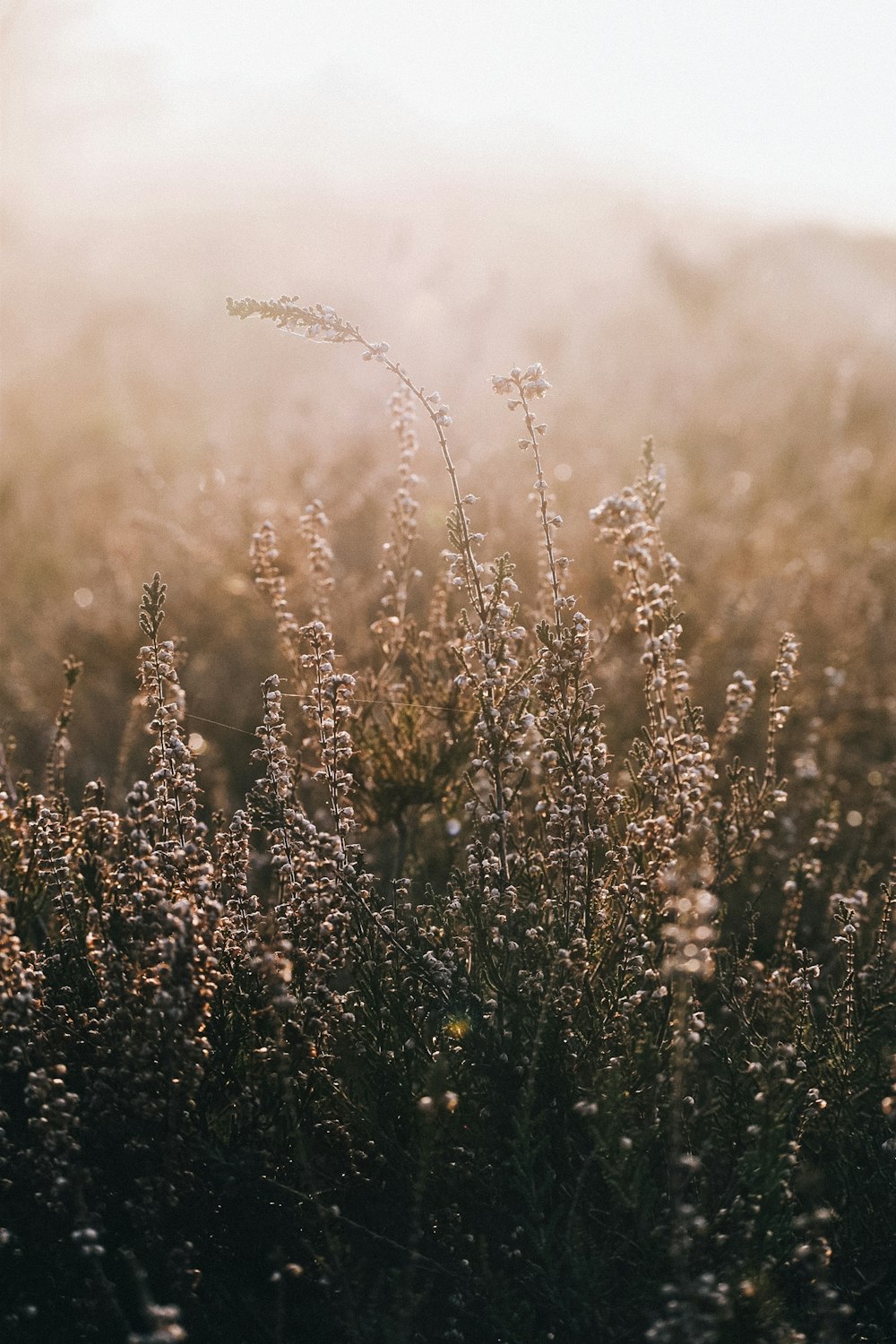 a field full of tall grass covered in dew