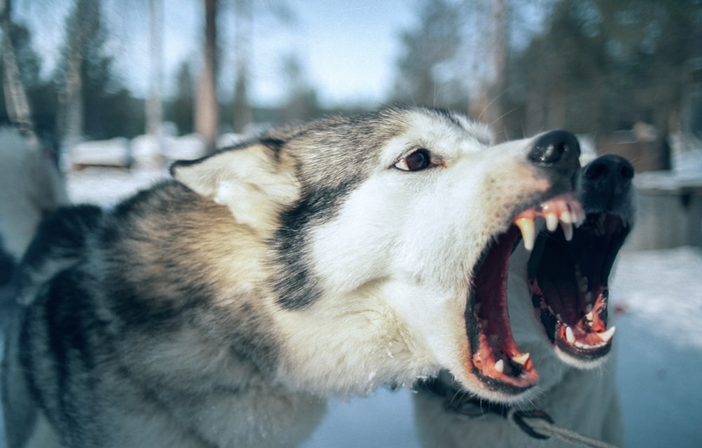 a close up of a dog with its mouth open