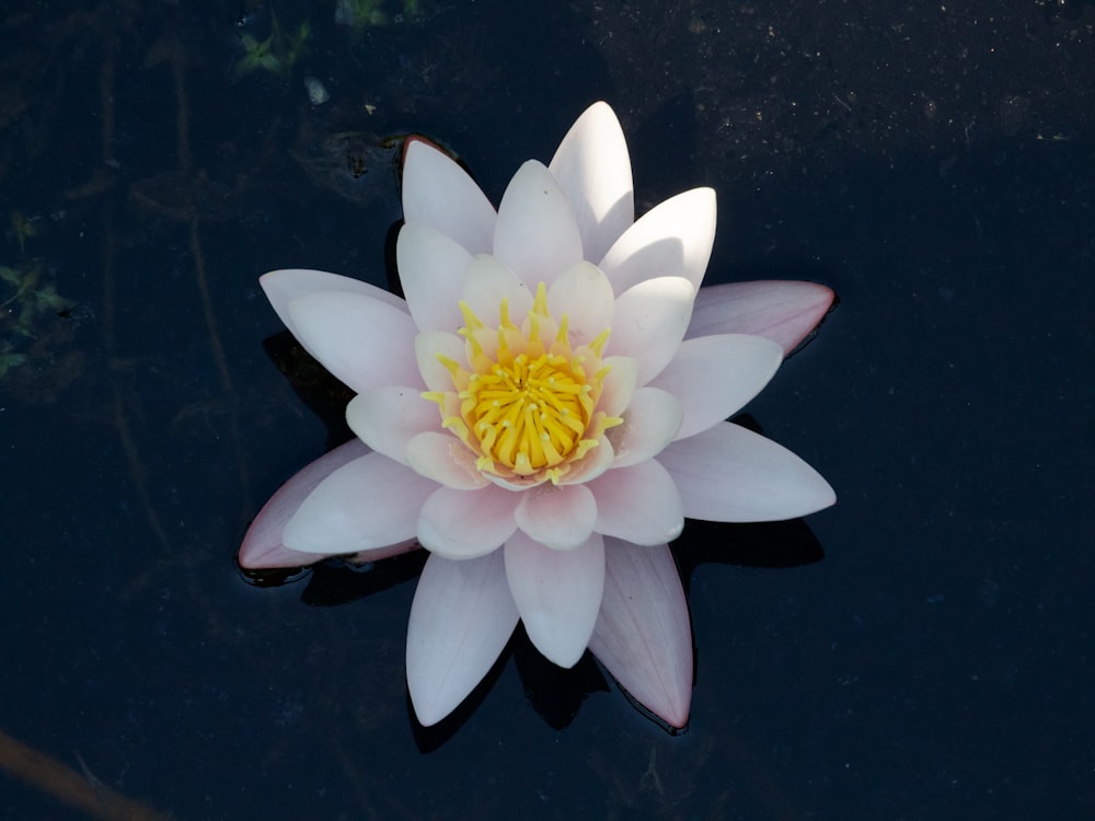 a white flower floating on top of a body of water