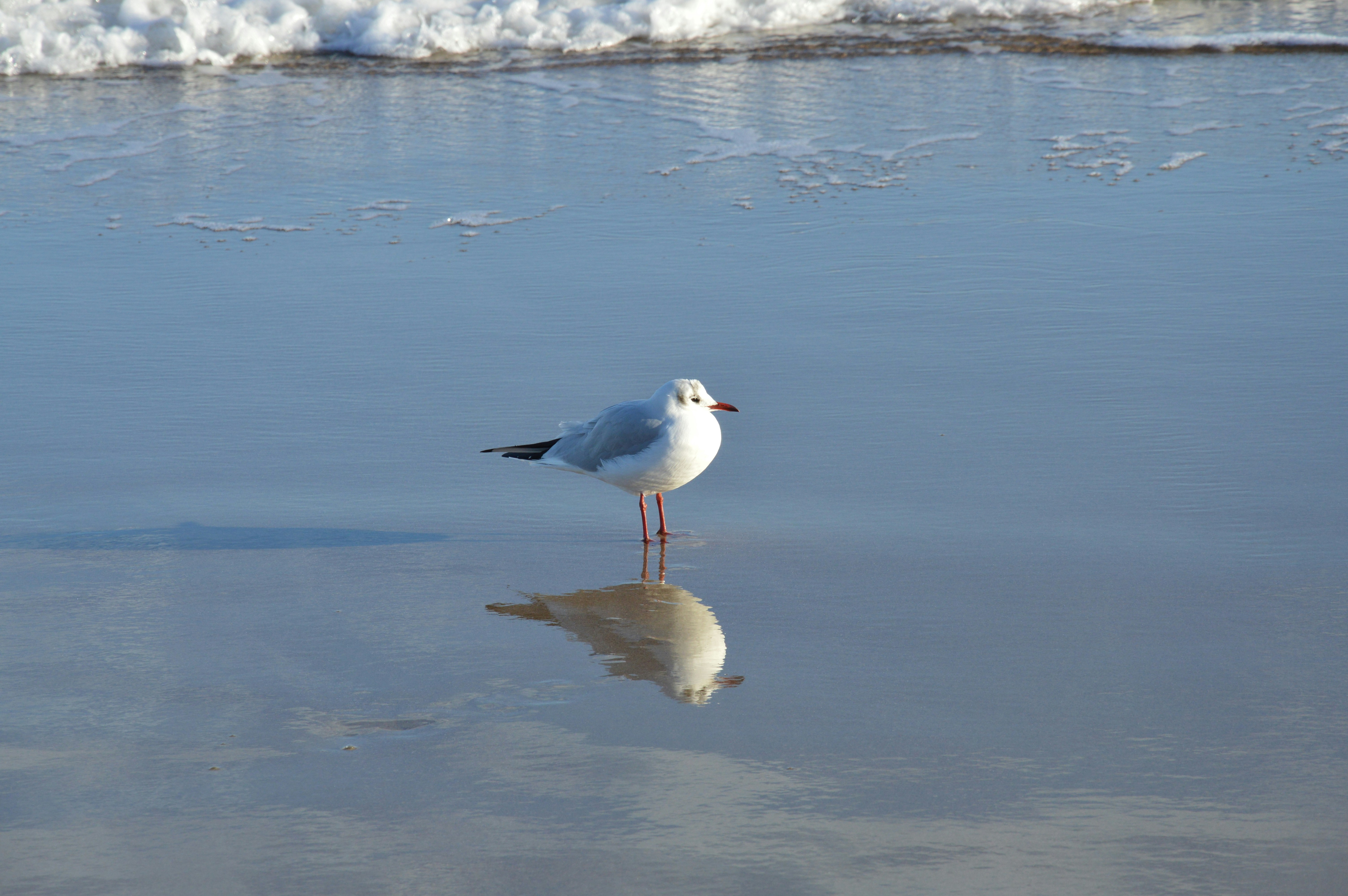 uma gaivota em pé na praia à procura de comida