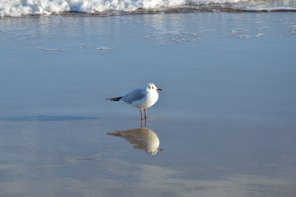 a seagull standing on the beach looking for food