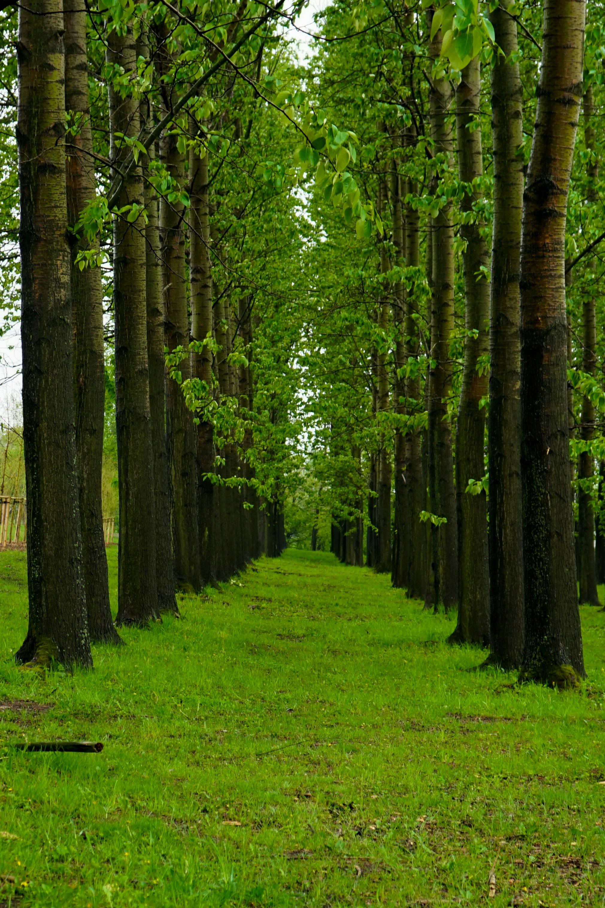 Photo by kingahunyadi