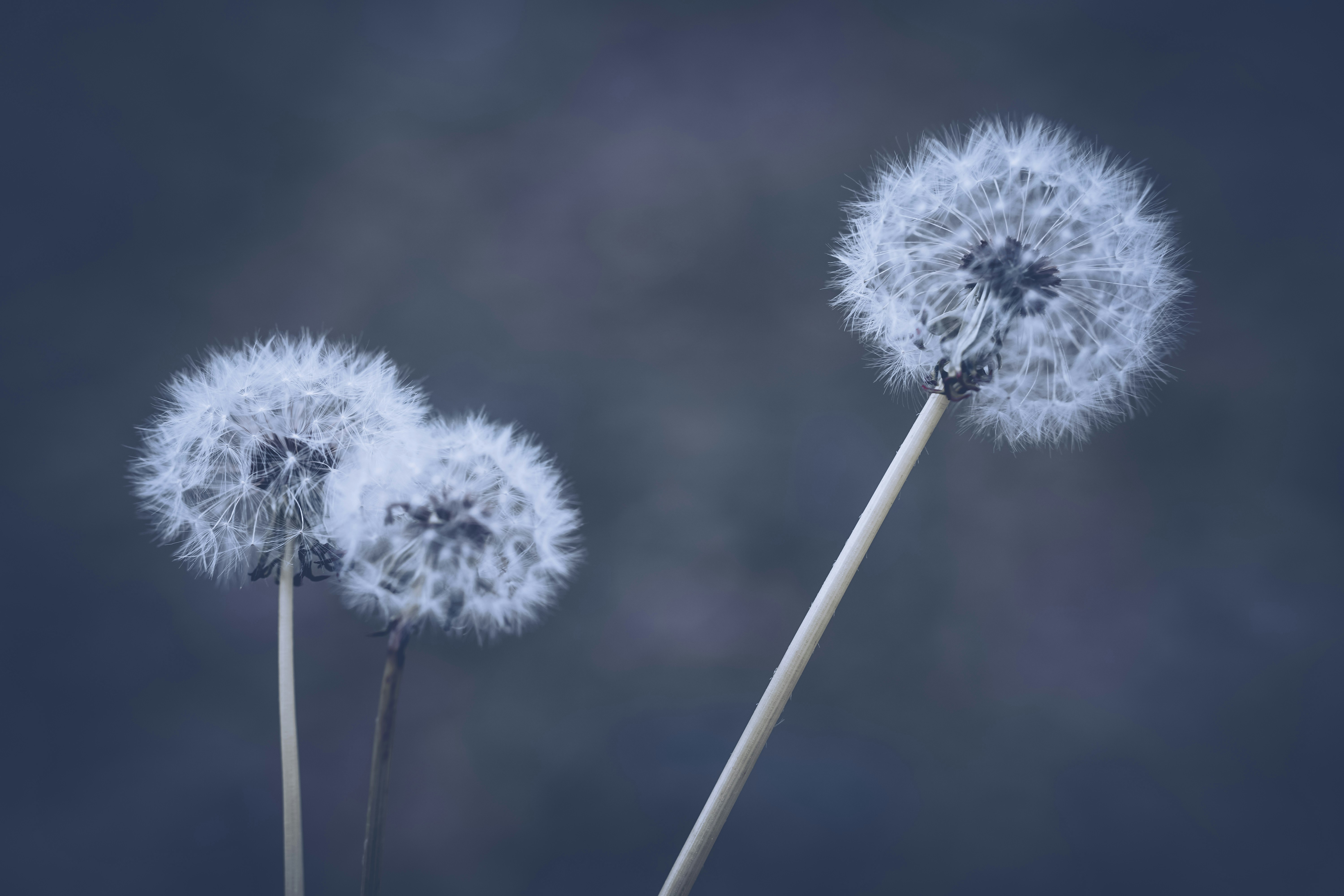 Photo by rajasamadworld