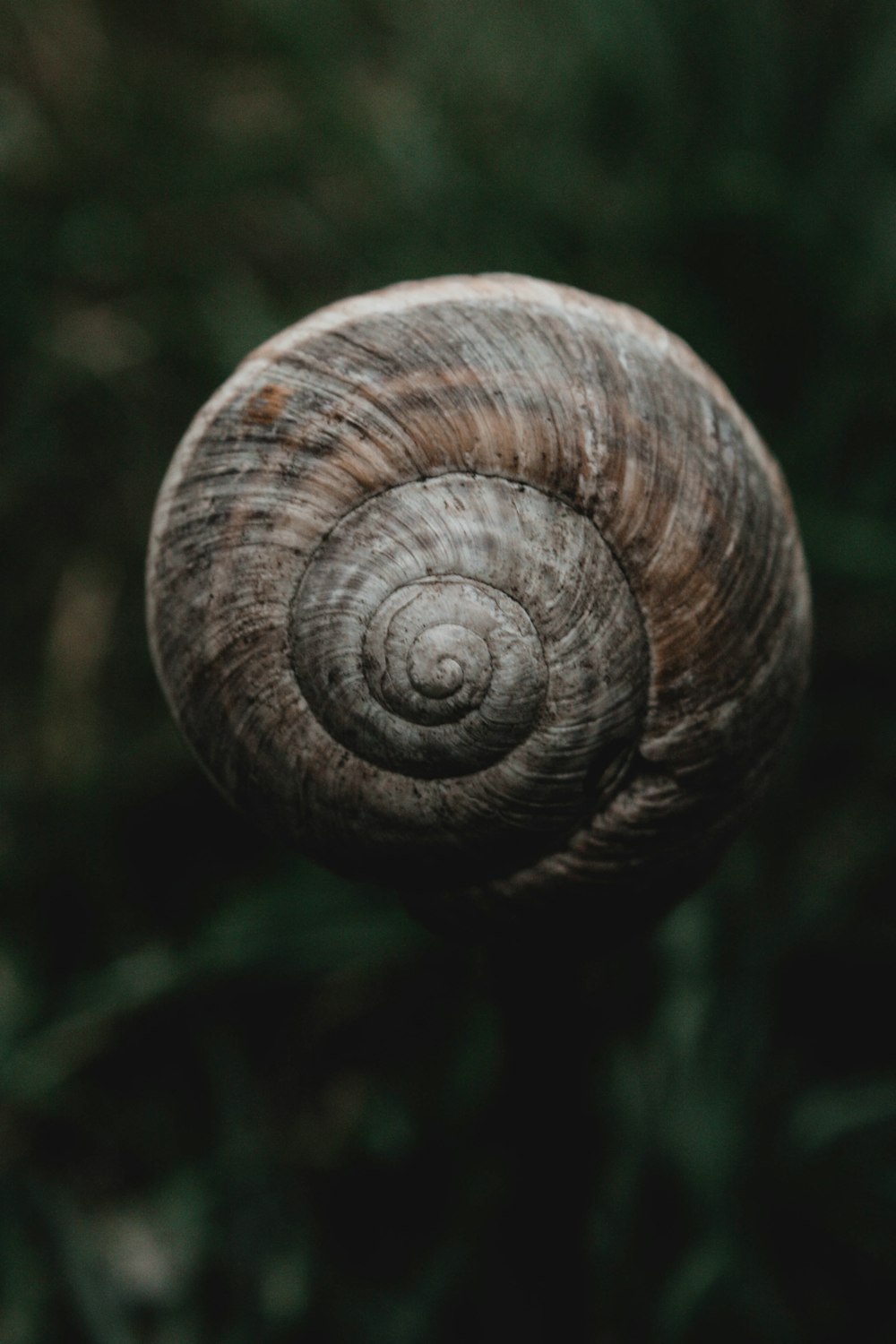 a close up of a snail's shell