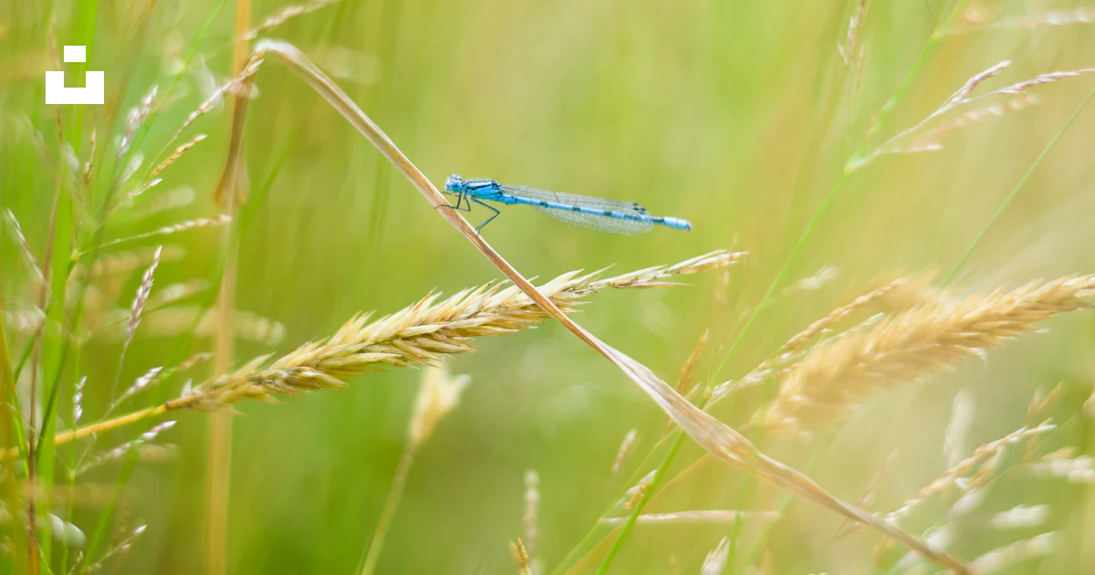A small blue insect sitting on top of a grass covered field photo ...