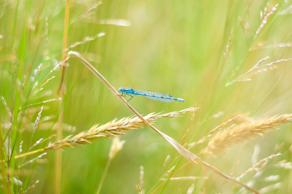 a small blue insect sitting on top of a grass covered field