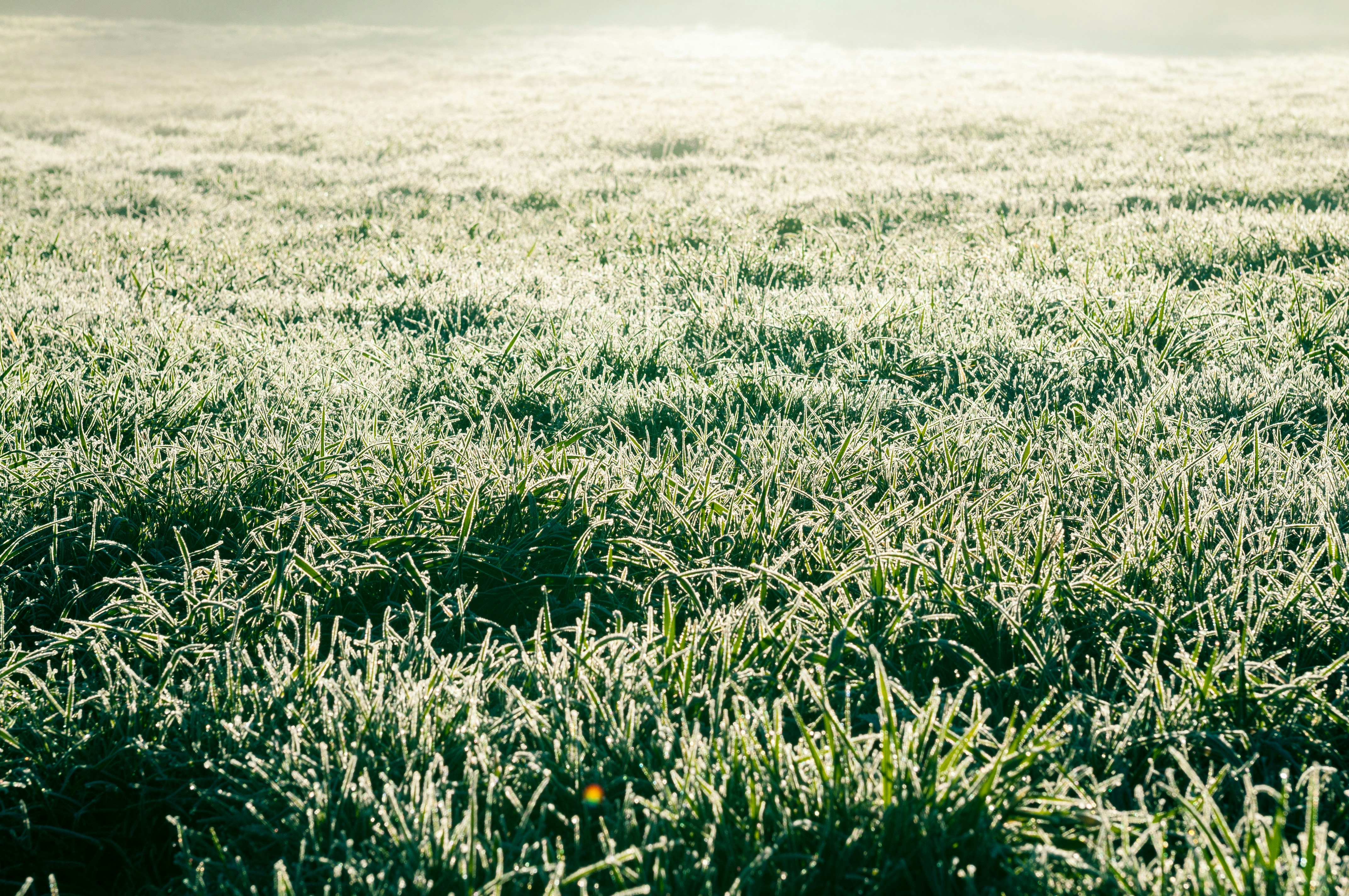 um campo de grama com o sol brilhando sobre ele
