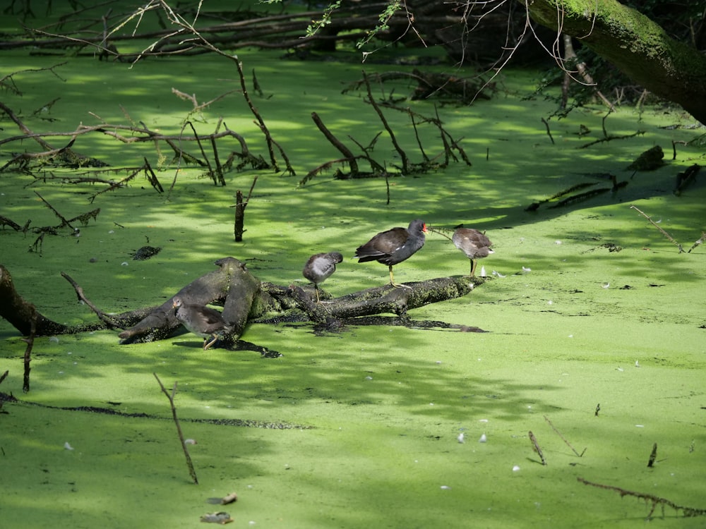 a group of birds standing on a log in a swamp
