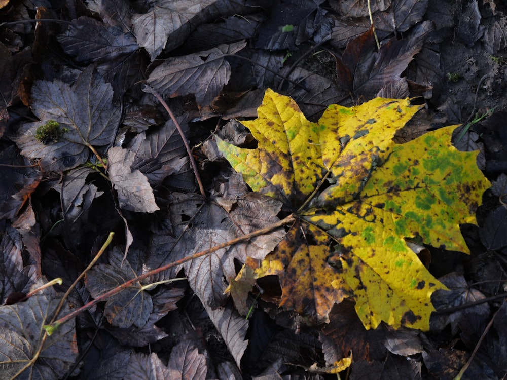 a leaf that is laying on the ground