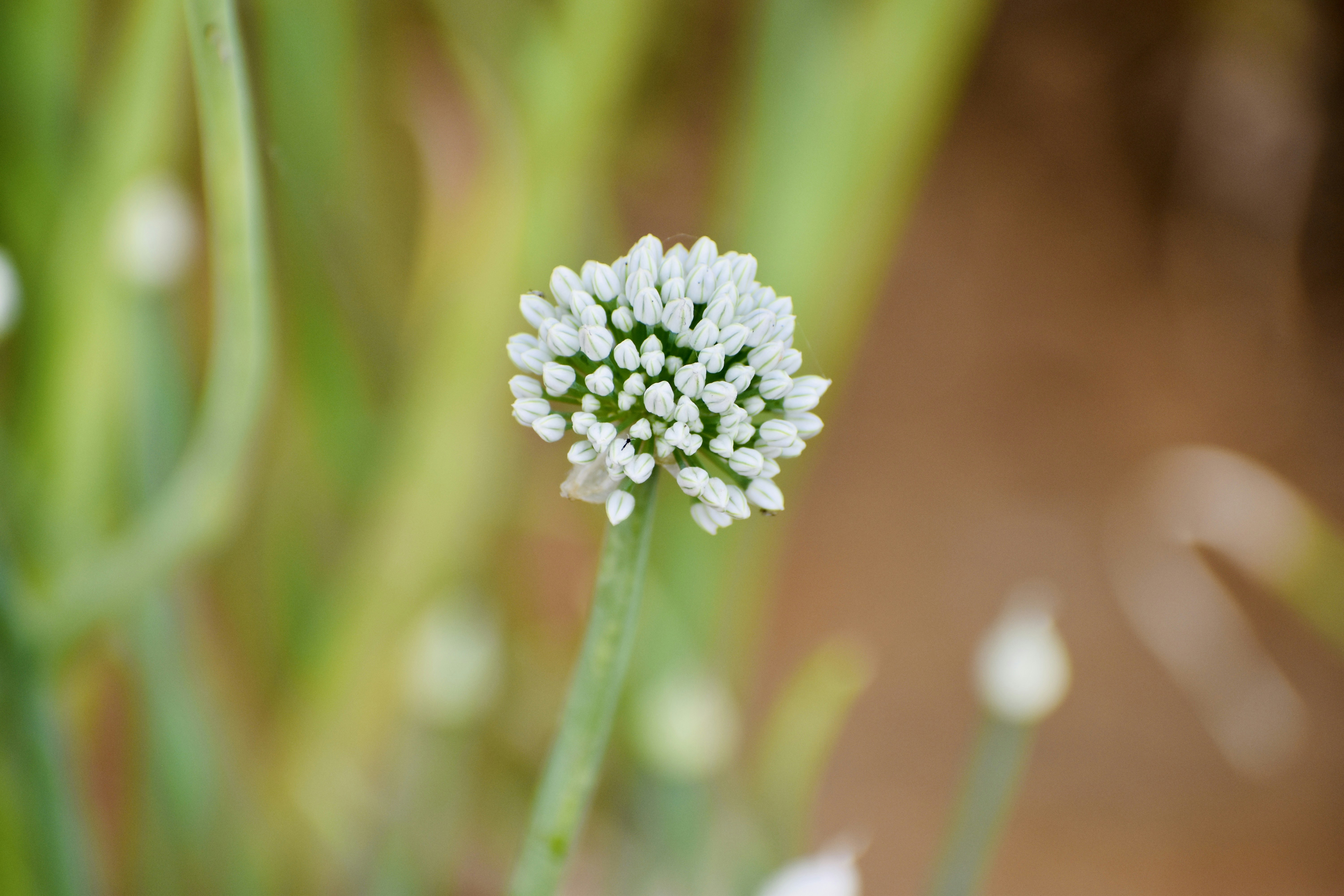 Photo by saurbhundplash123