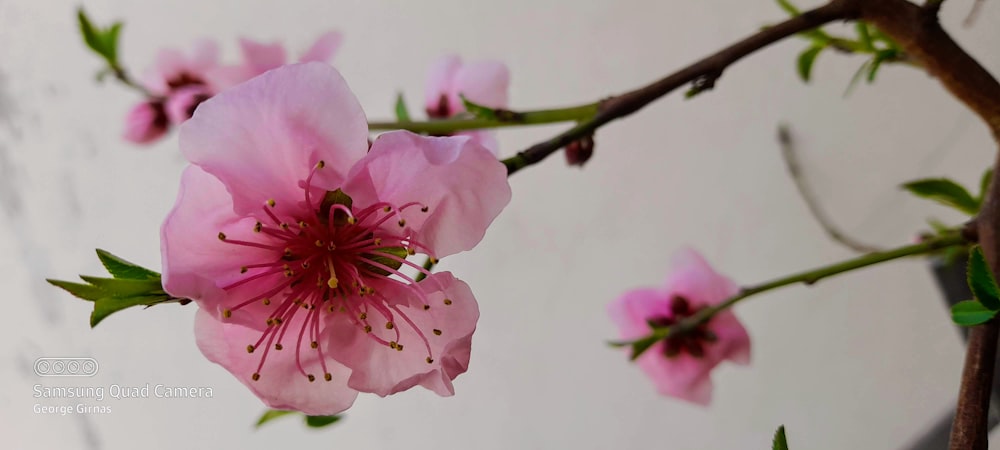 a close up of a pink flower on a tree