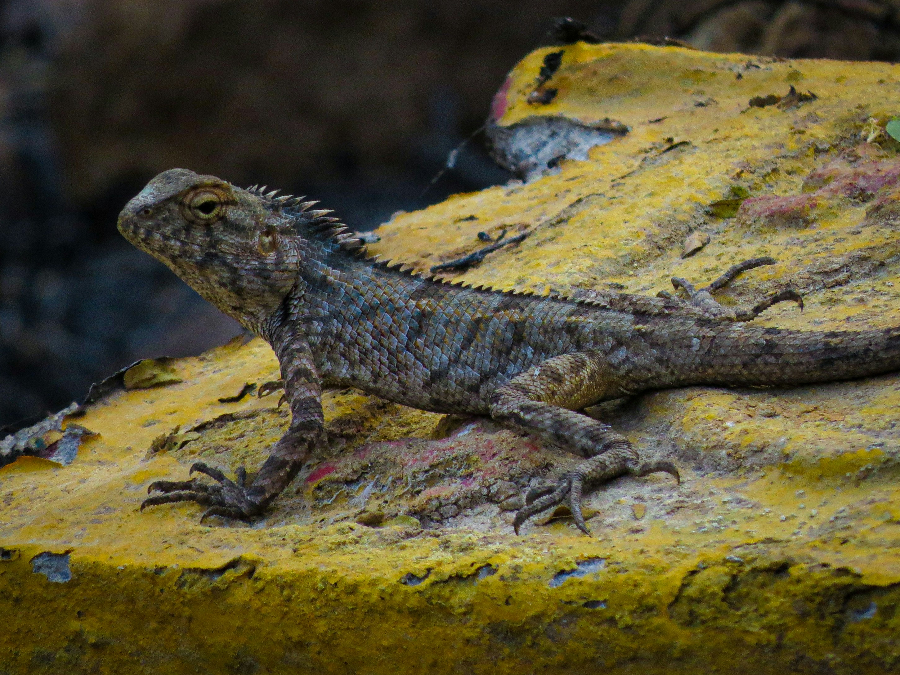 Photo by anandramavath_786