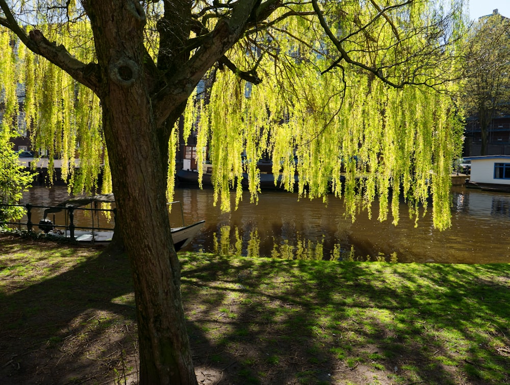 un árbol con hojas amarillas junto a un cuerpo de agua