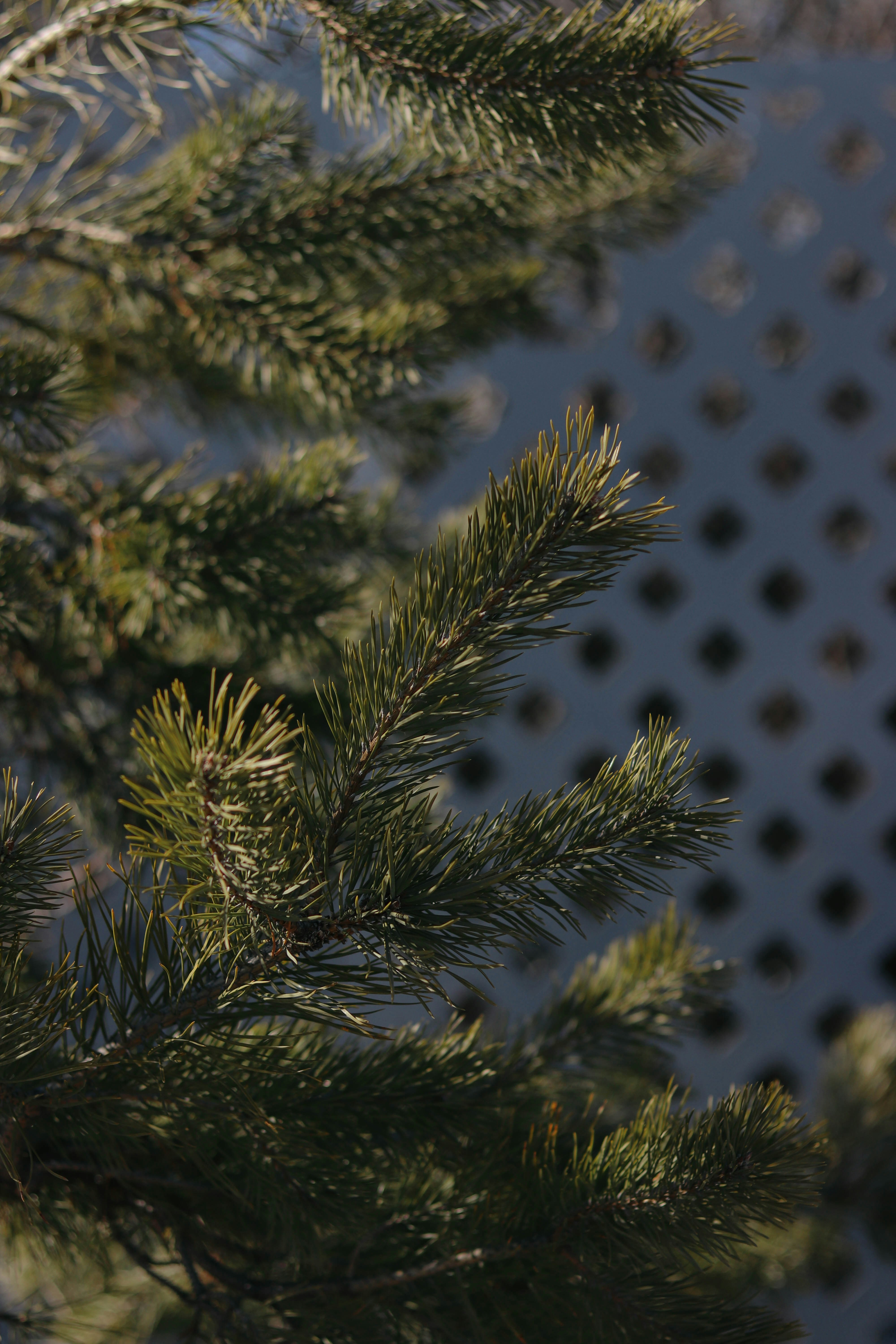 Close-up of Copenhagen wintergreen pouches