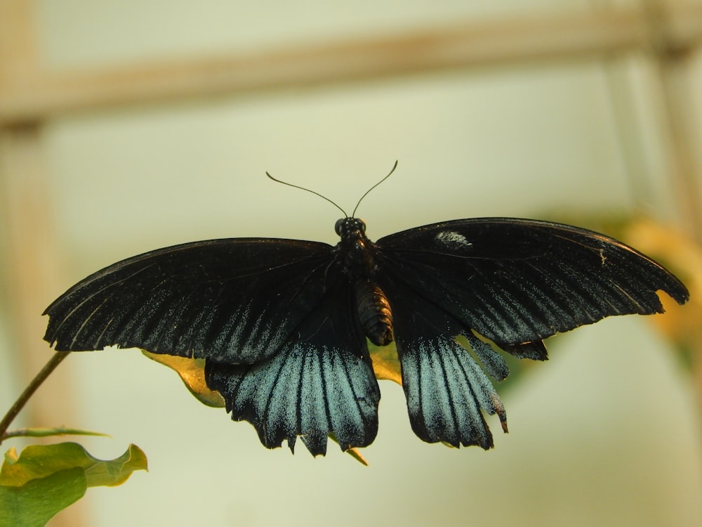 un papillon noir et bleu assis au sommet d’une plante