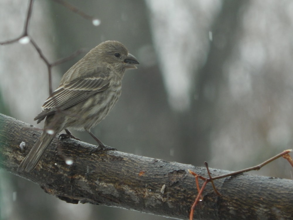 a small bird perched on a tree branch