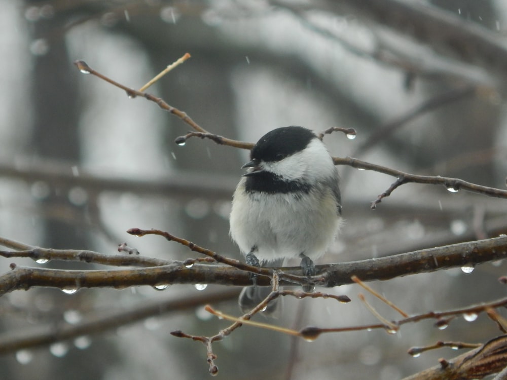 a small black and white bird perched on a tree branch