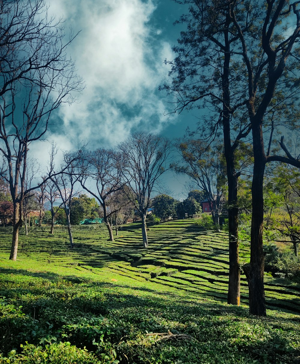 a lush green field with trees and grass