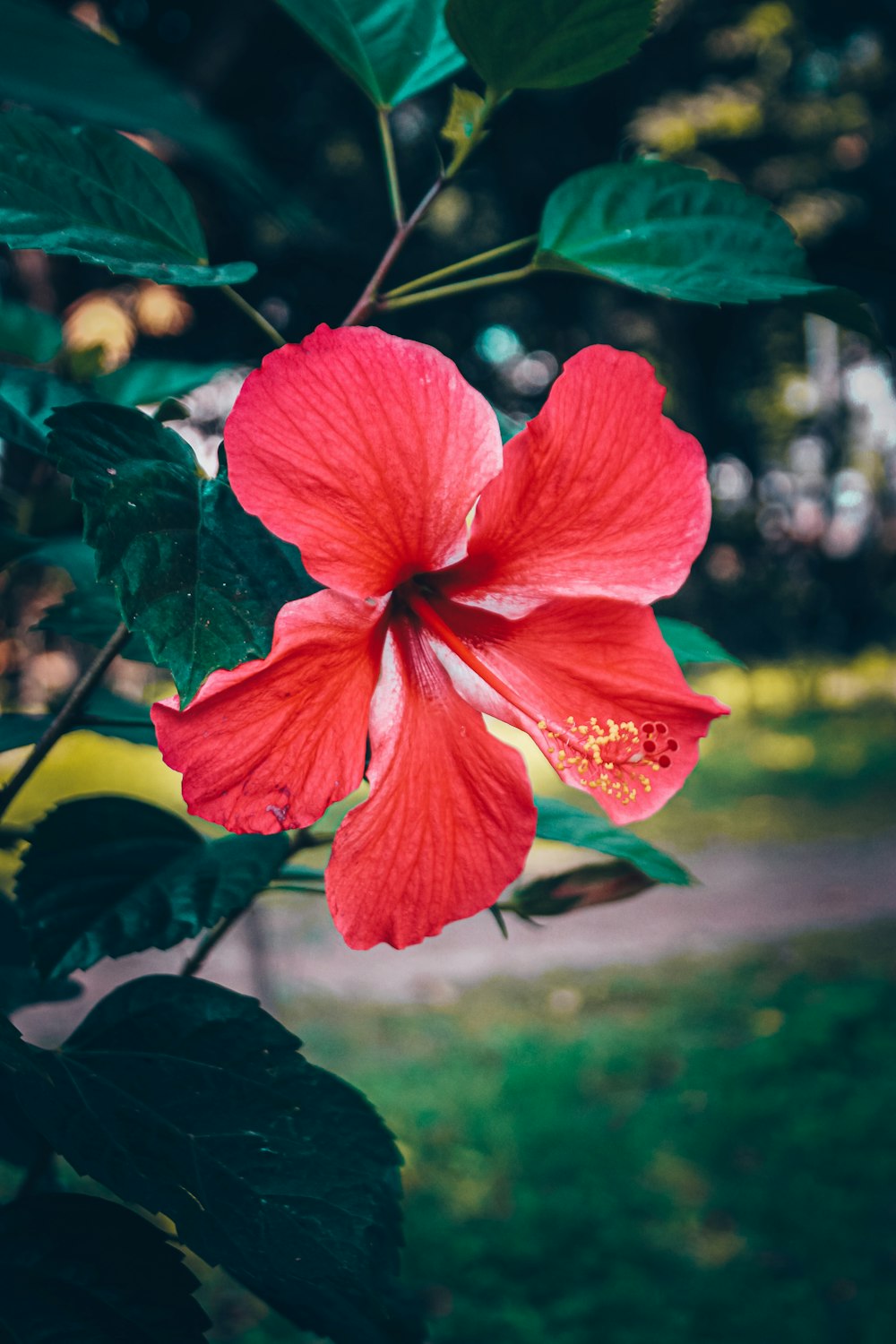 a red flower with green leaves on a tree