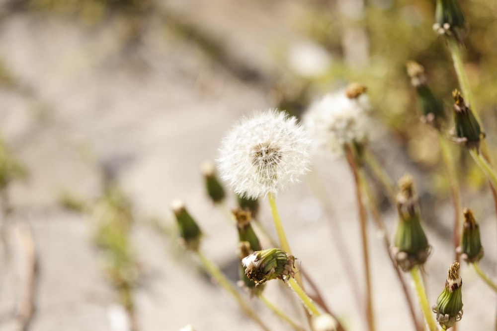 a close up of a dandelion plant with small white flowers