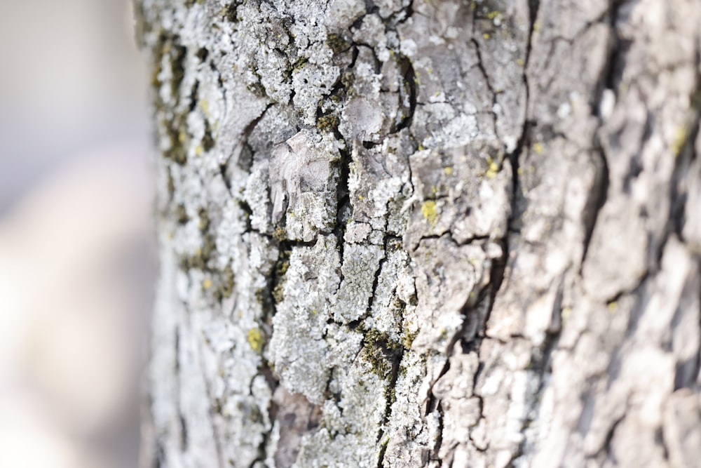 a close up of the bark of a tree