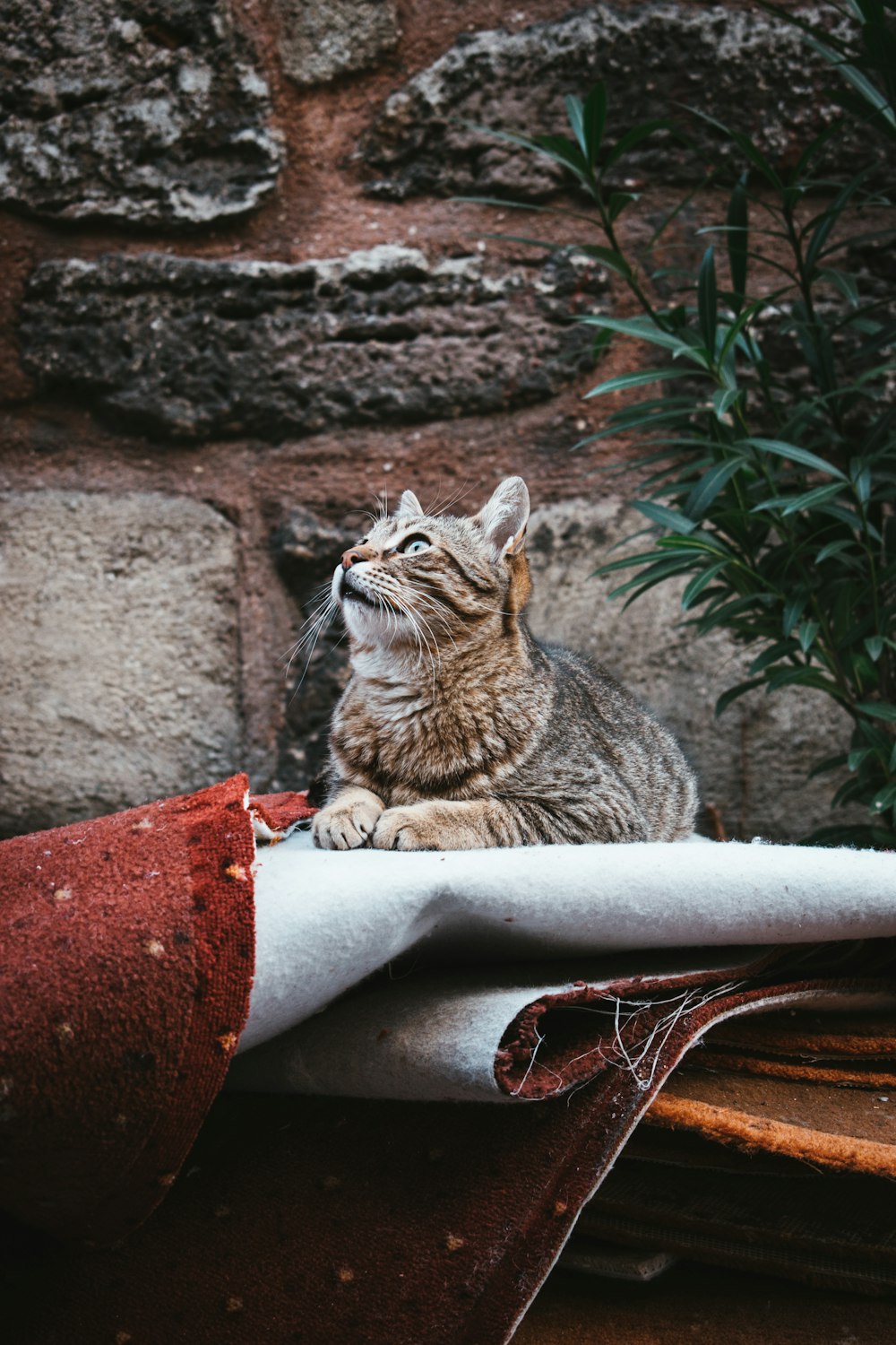Eine Katze sitzt auf einem Blatt Papier