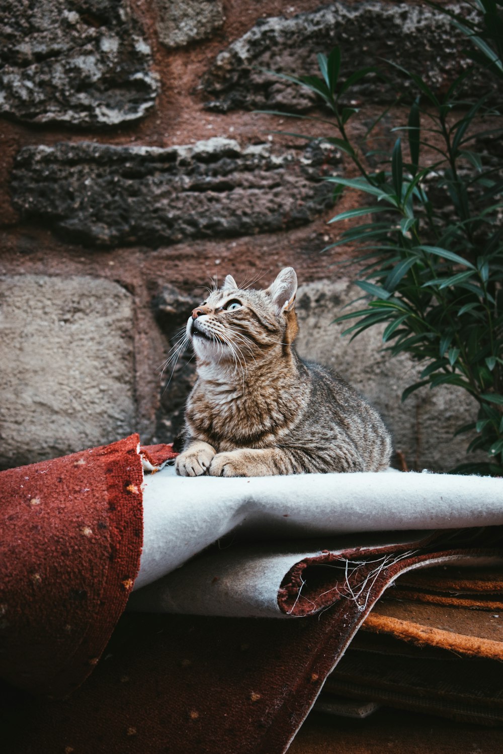 a cat sitting on top of a piece of paper