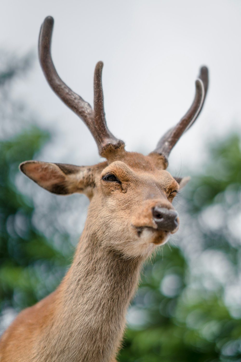 a close up of a deer's head with trees in the background