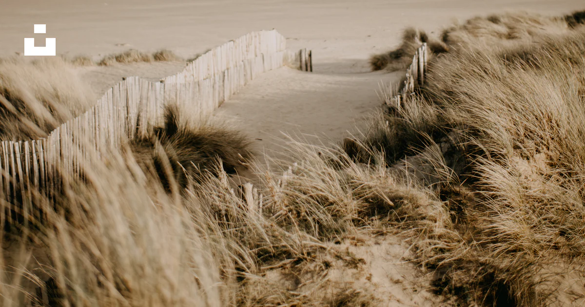 A sandy path leading to the ocean on a sunny day photo – Free Sand dune ...