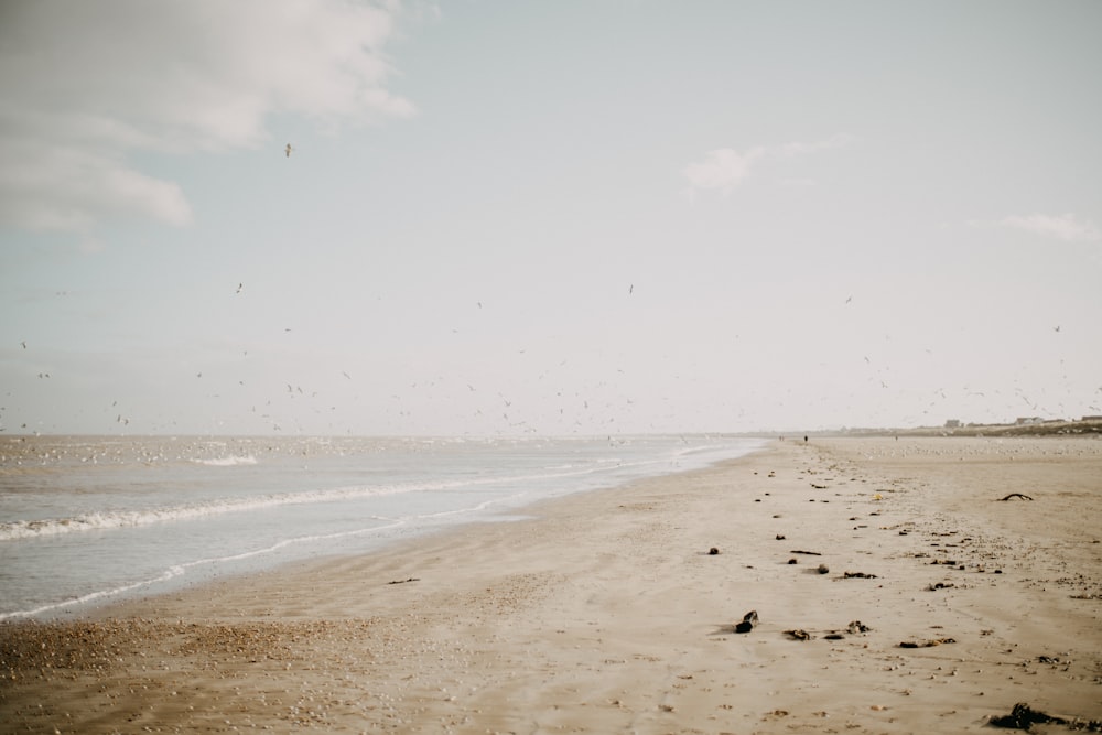 a group of birds flying over a sandy beach