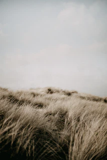 A peaceful field of tall grasses swaying under a soft gray sky, evoking calm and renewal.