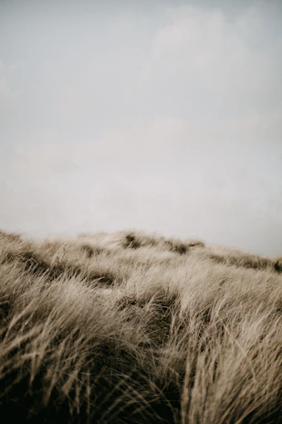 A peaceful field of tall grasses swaying under a soft gray sky, evoking calm and renewal.